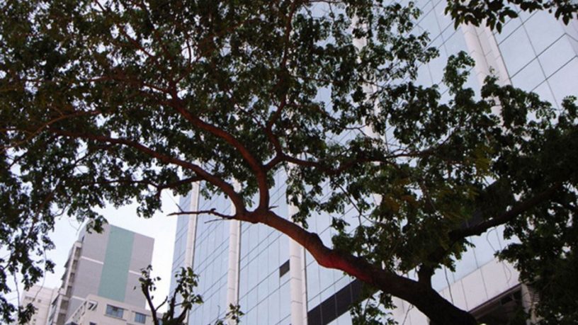 Lampposts Crotched Shape