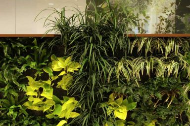 Plants Wall Office Decoration Ideas