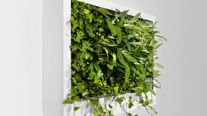 Portable Green Wall Design Ideas