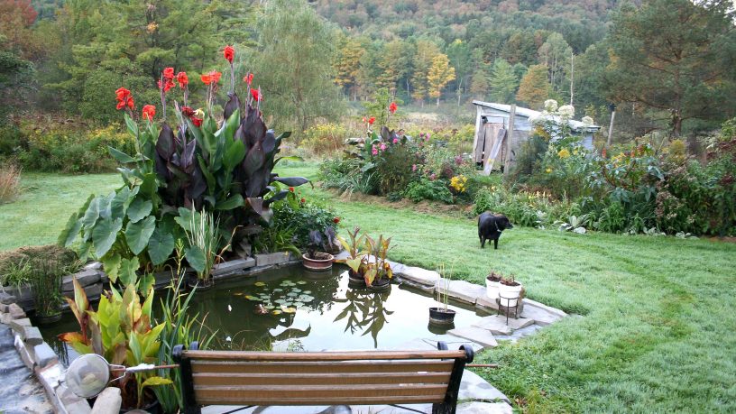 Home garden design plants